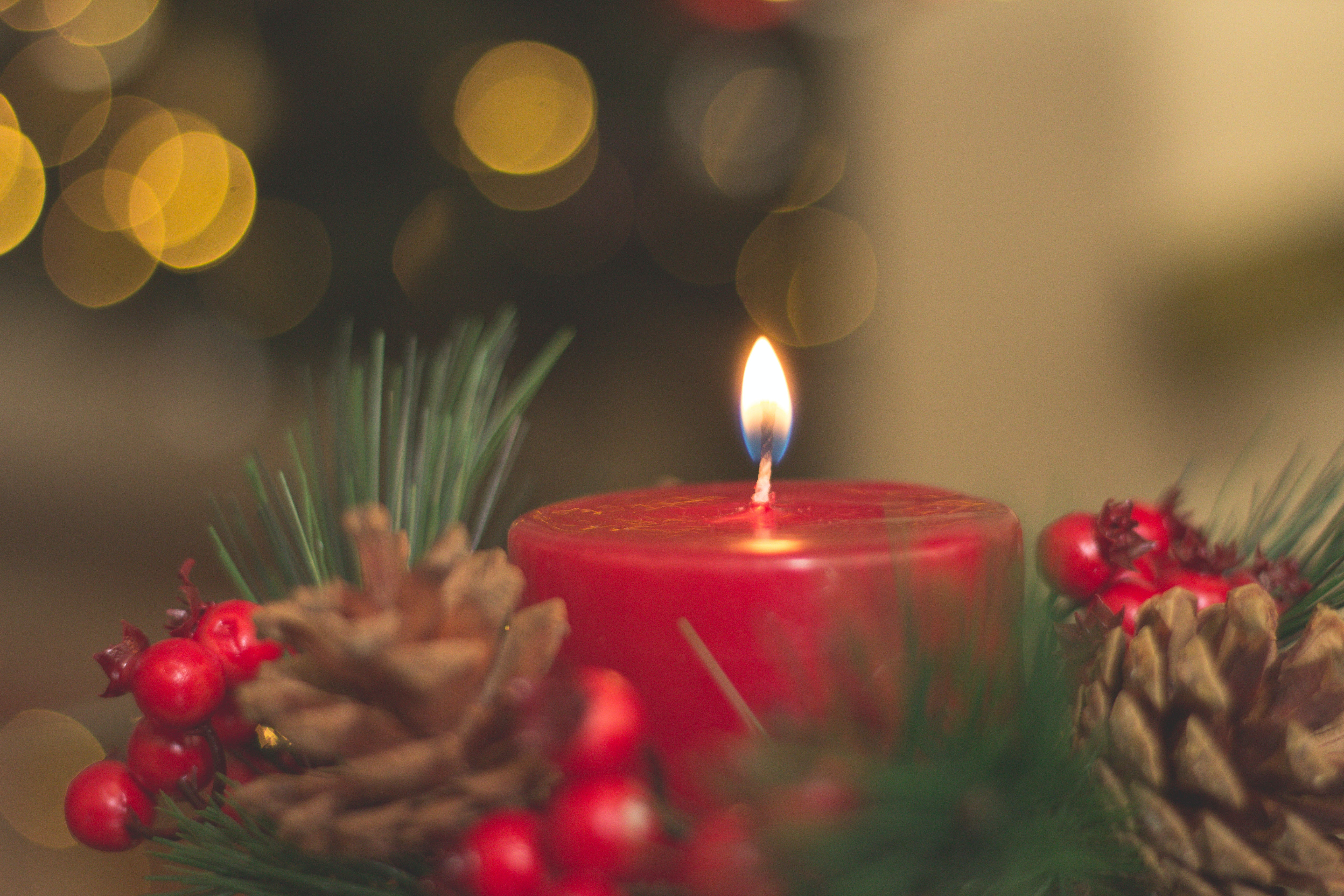 Blumen für den Advent