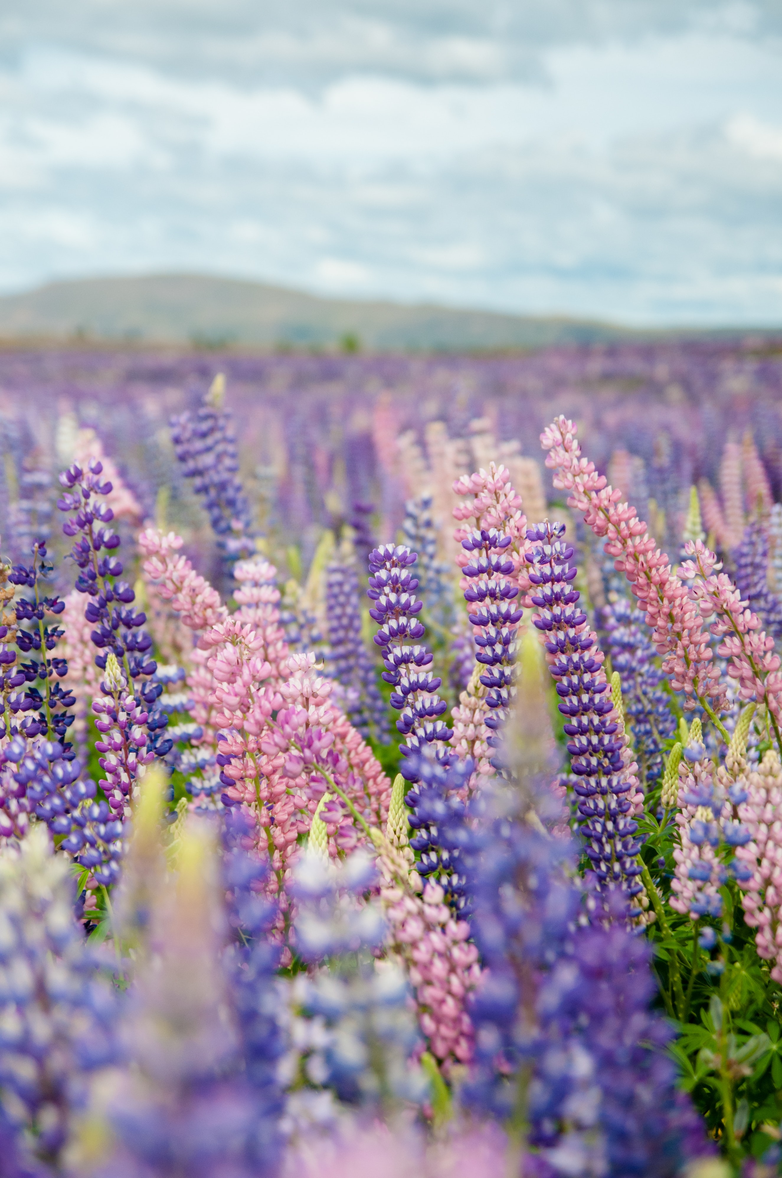 Blumen