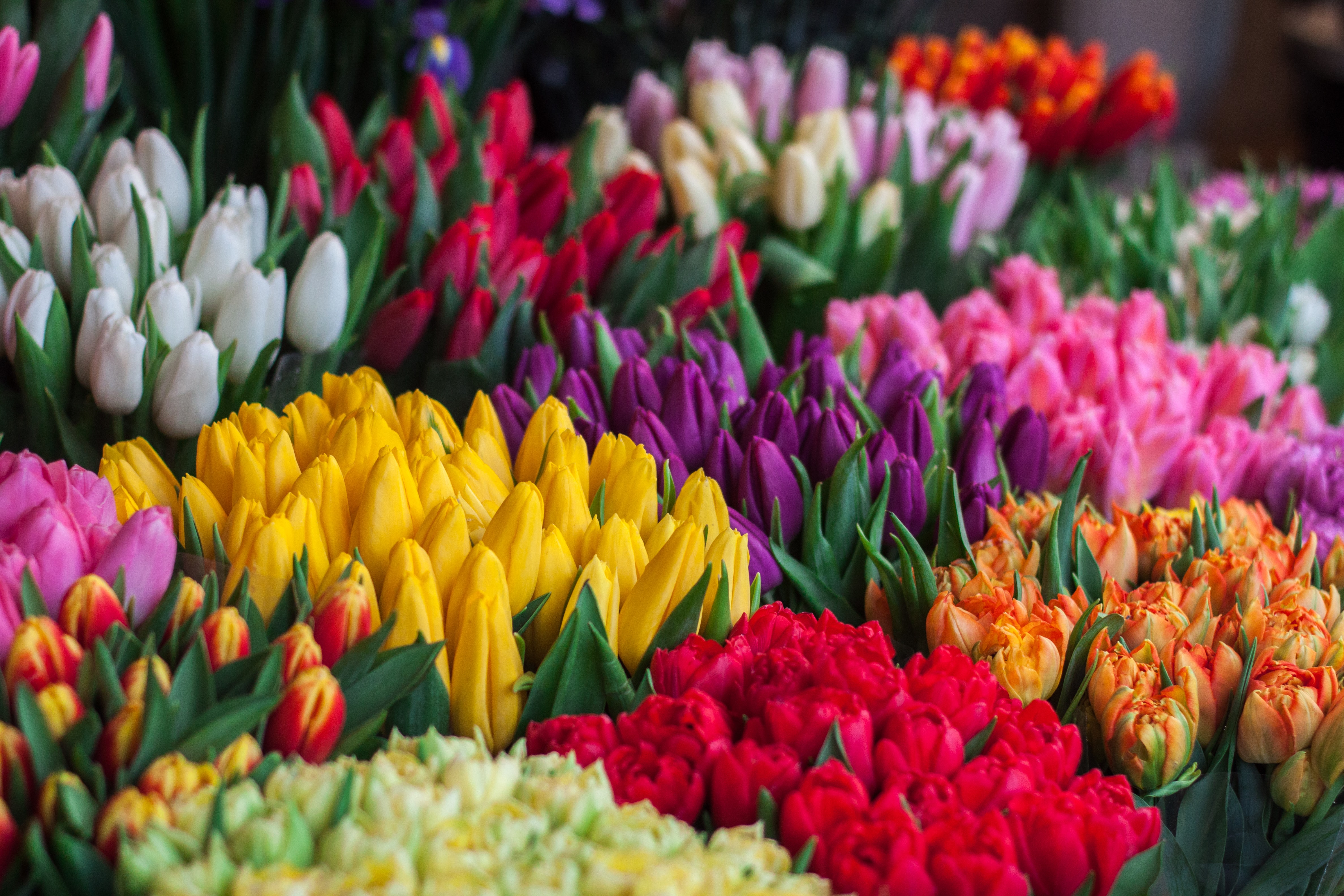 Blumen