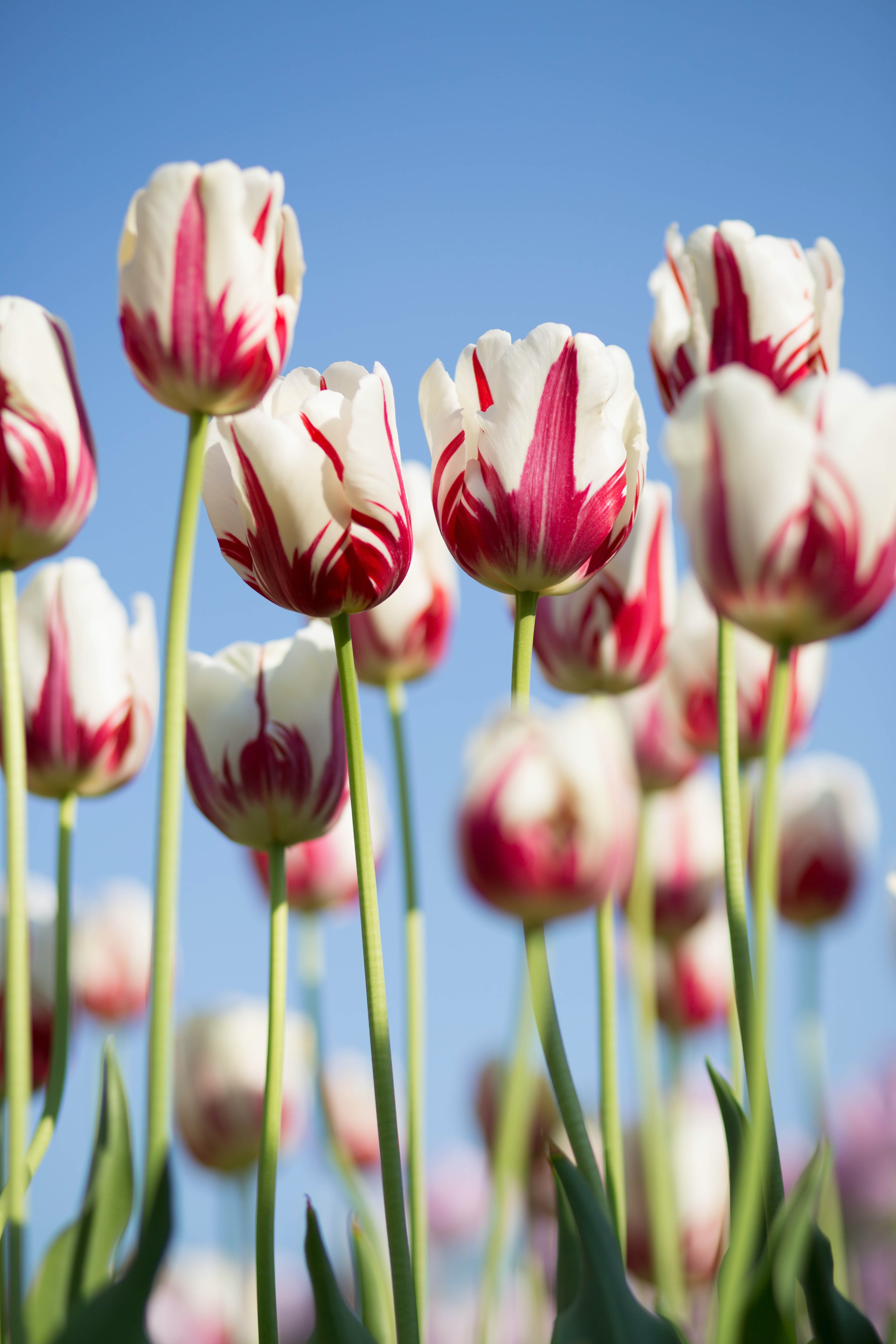 Blumen
