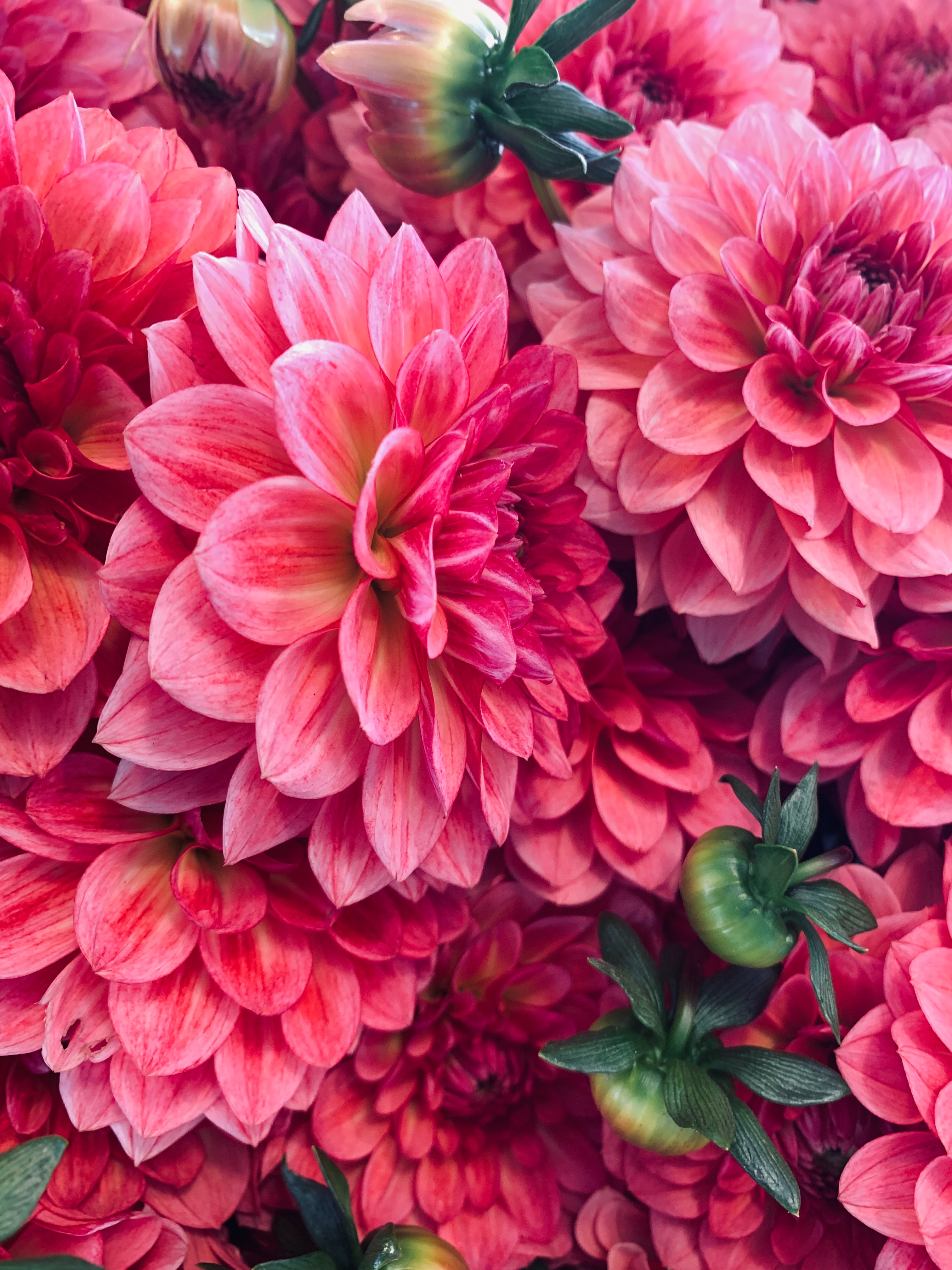 Blumen