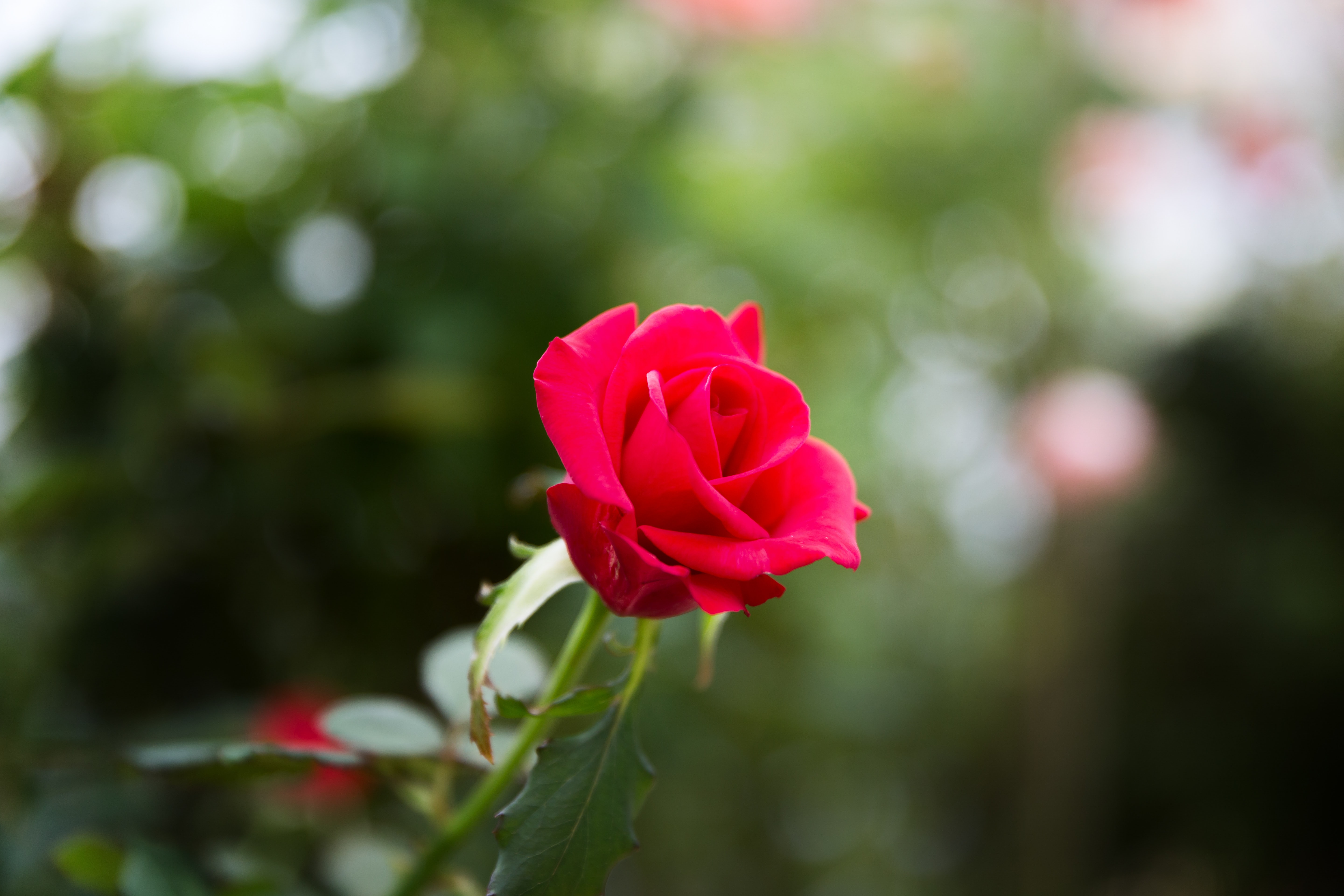 Blumen
