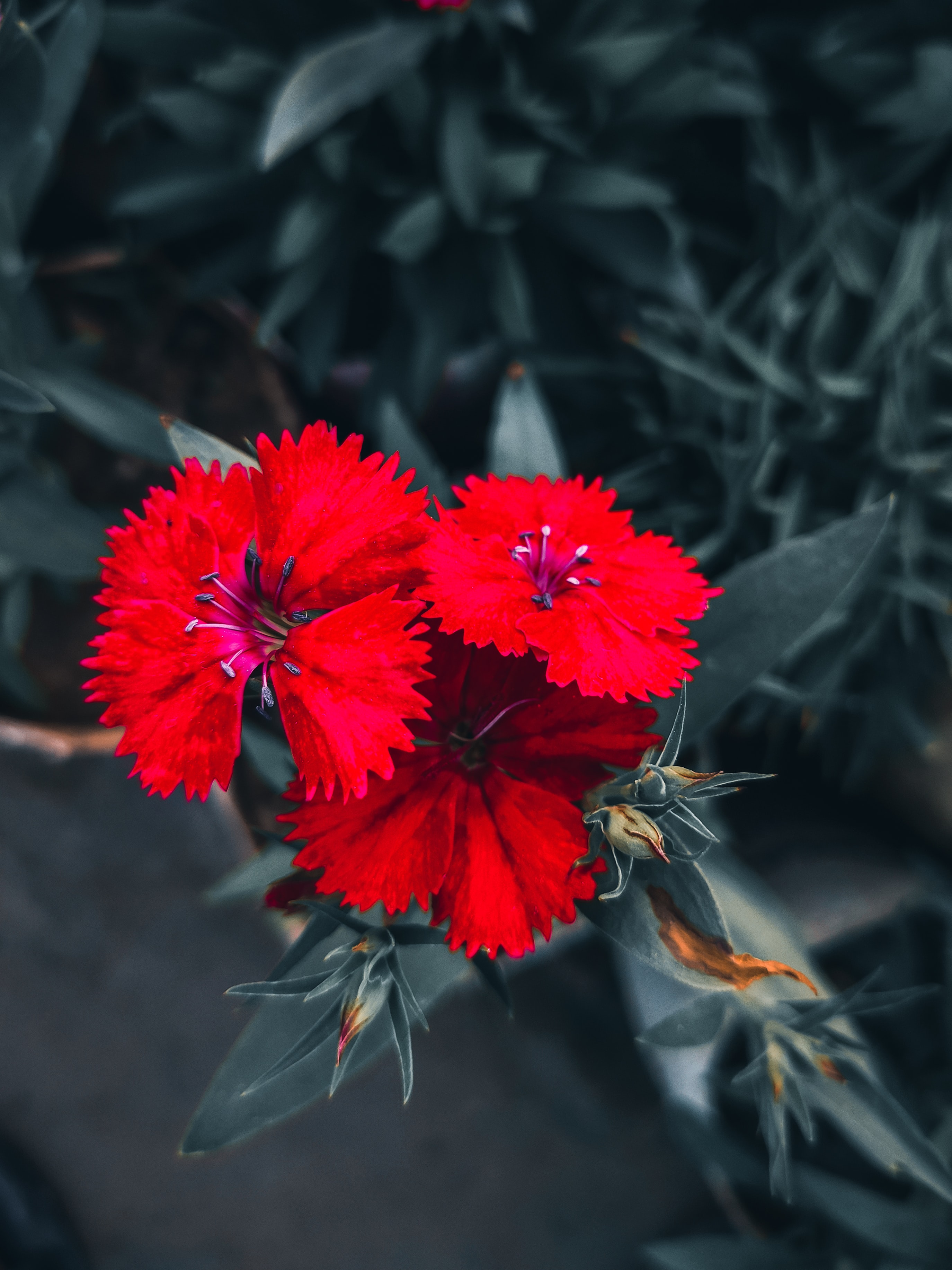 Blumen