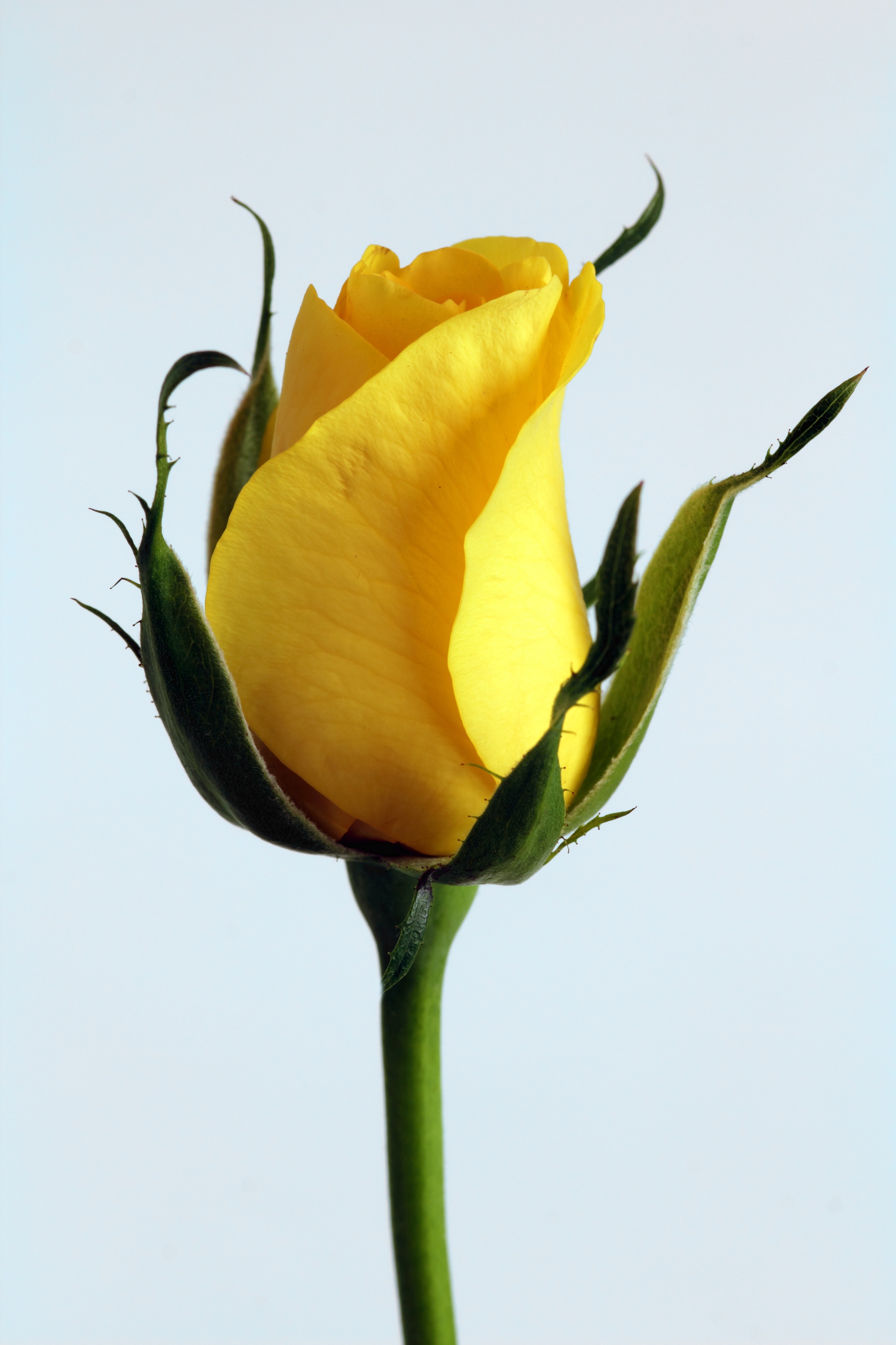 Blumen