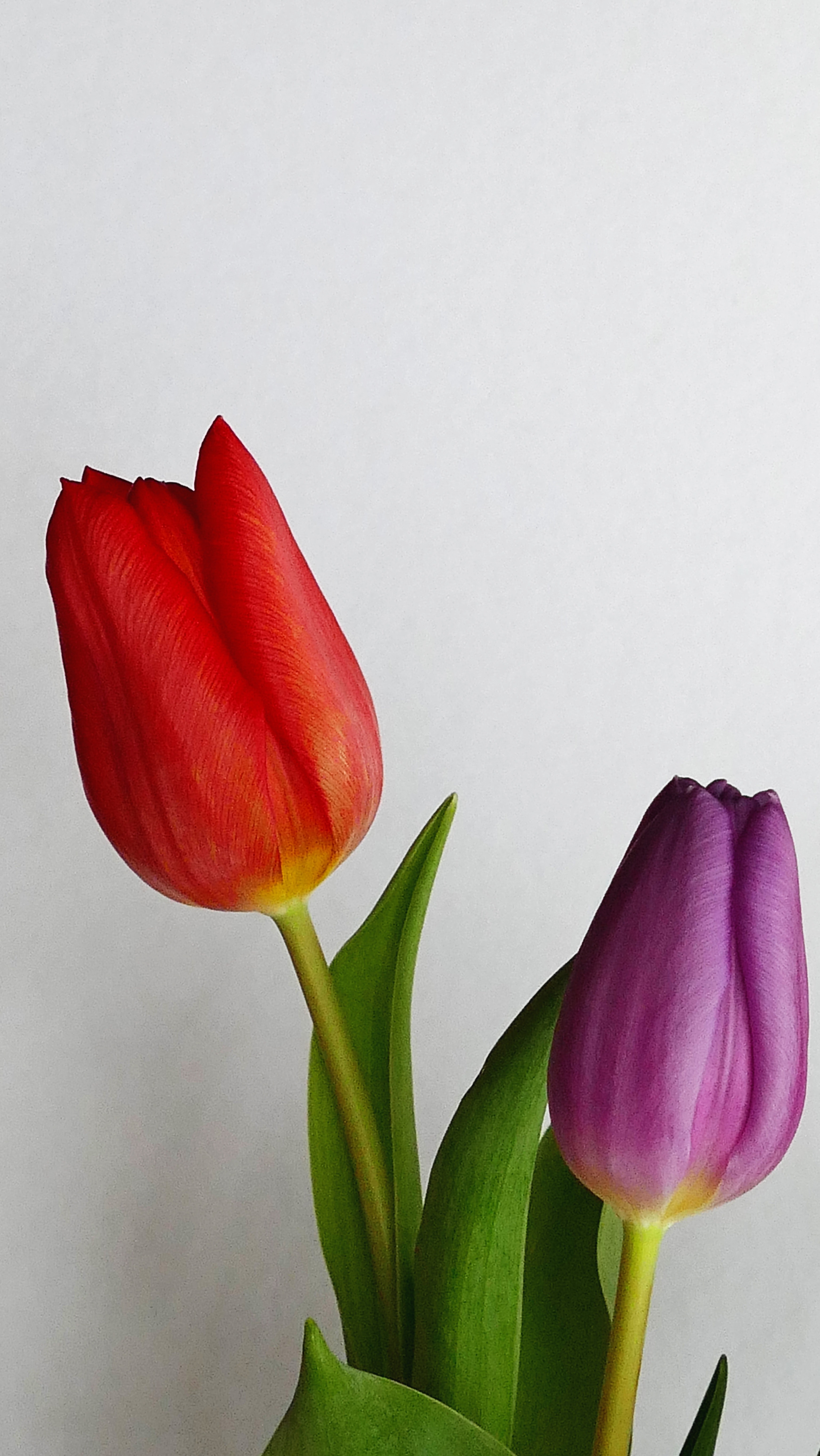 Blumen