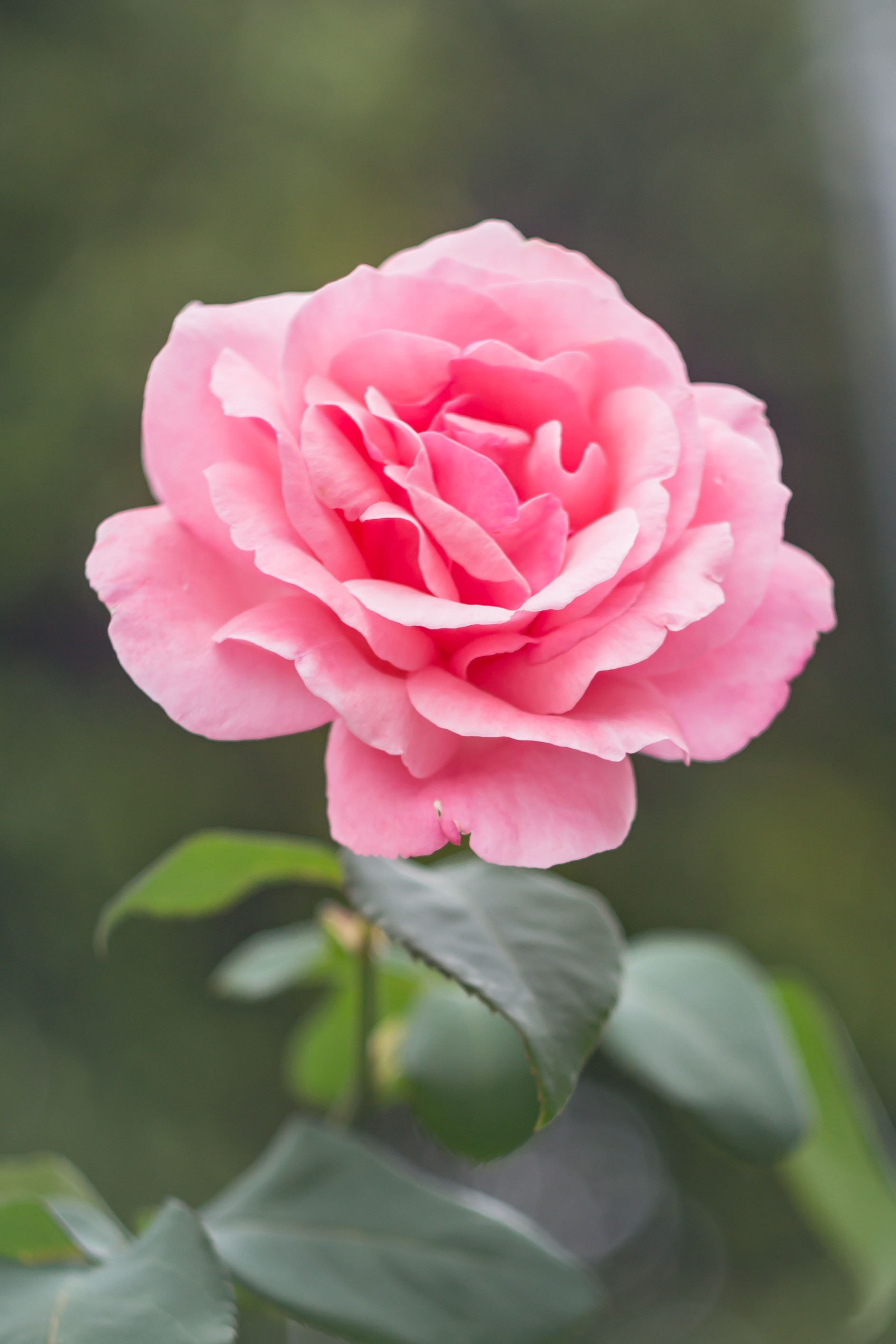 Blumen
