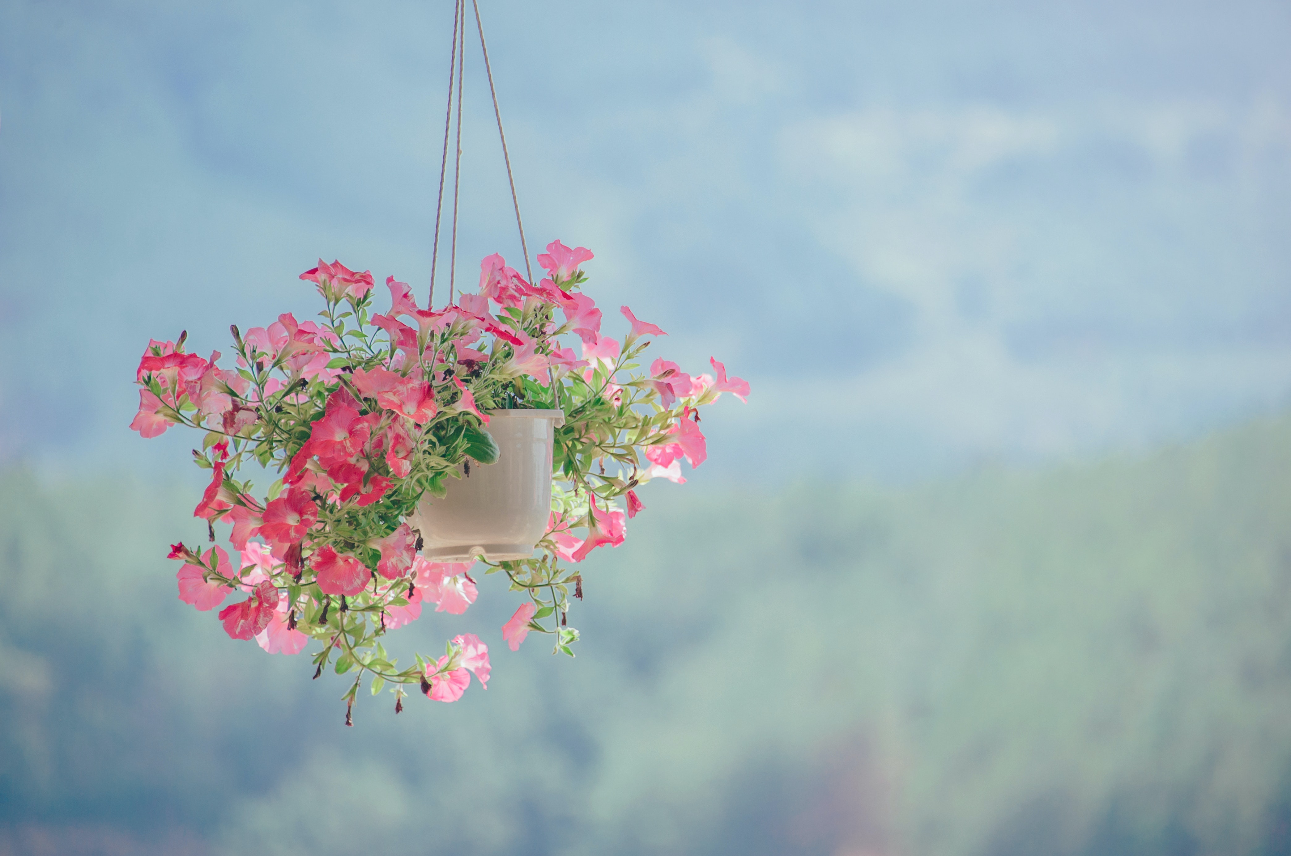 Blumen