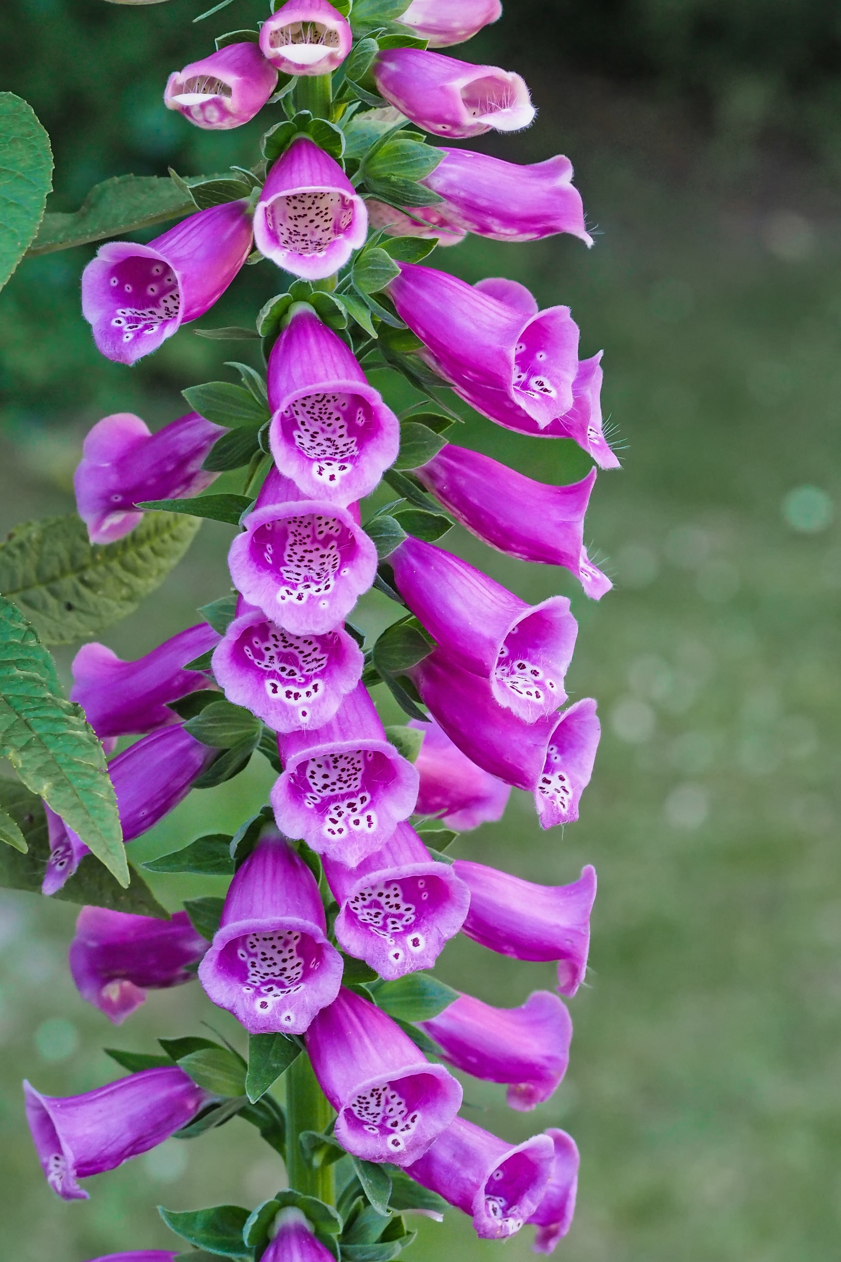 Blumen