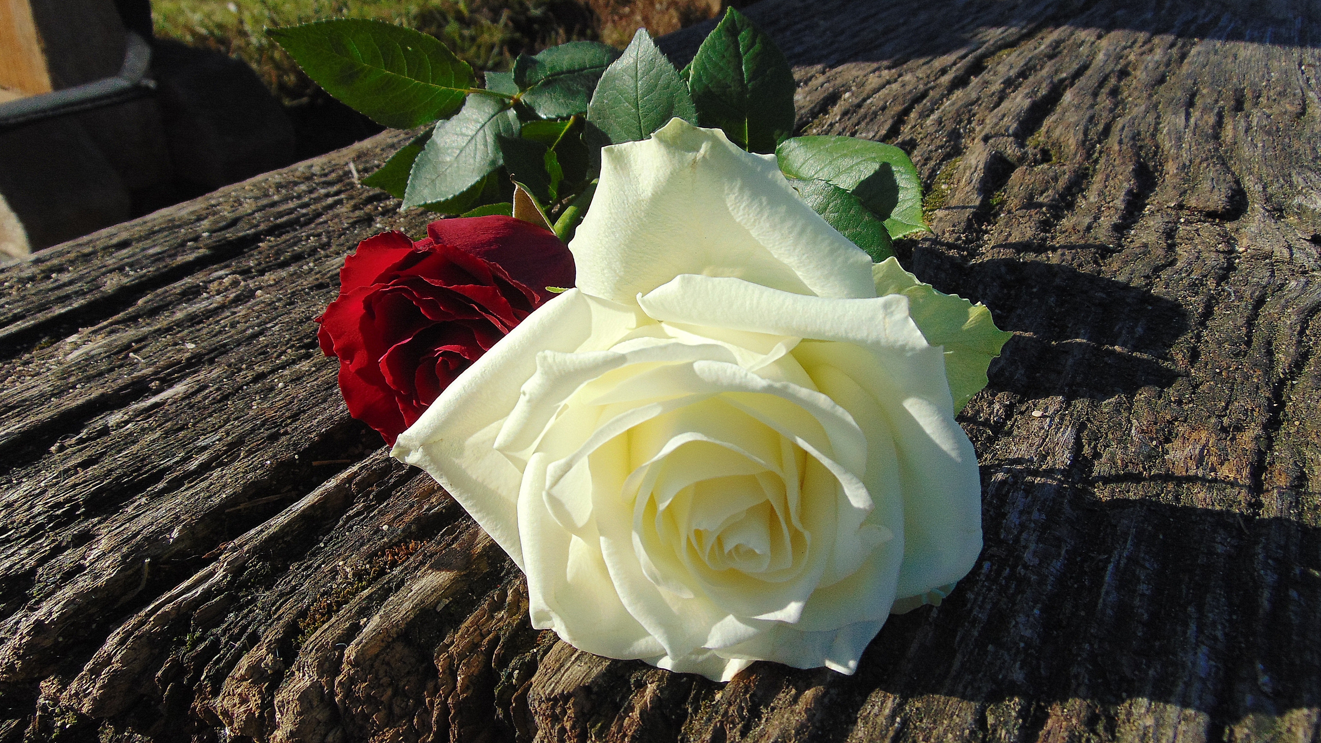 Blumen