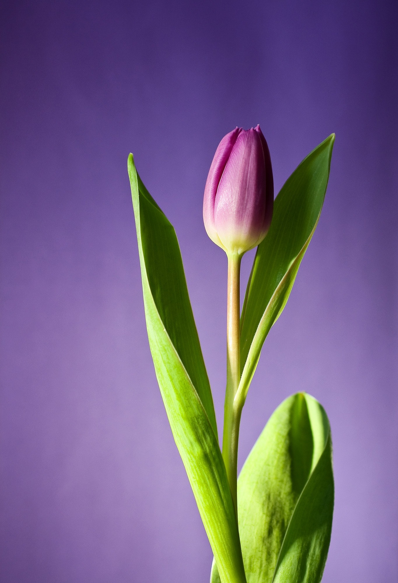 Blumen