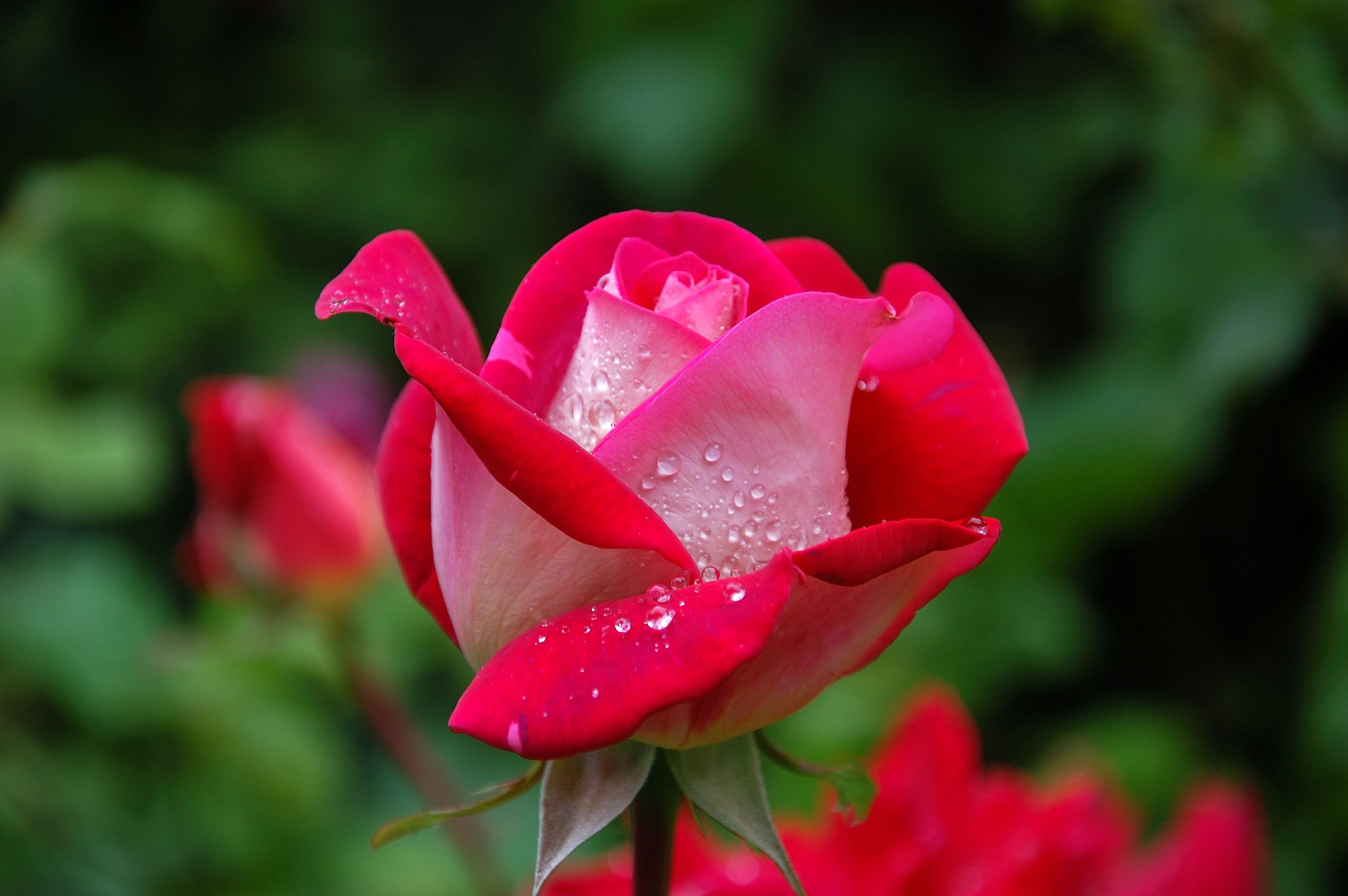 Blumen